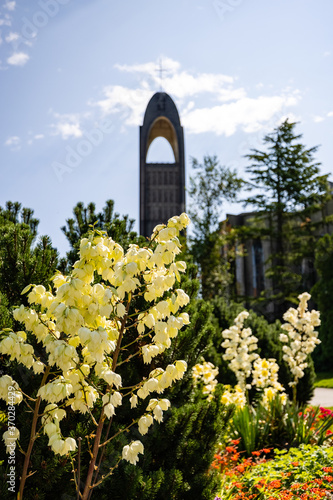 Beautiful flowers, church bell tower in background