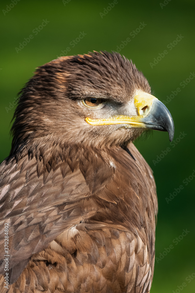 Steppe Eagle, Aquila nipalensis, looking towards right with green background Steppe Eagle, Aquila nipalensis, looking towards right with green background
