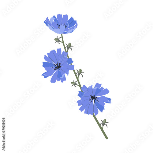 Vector illustration of a branch of flowering chicory
