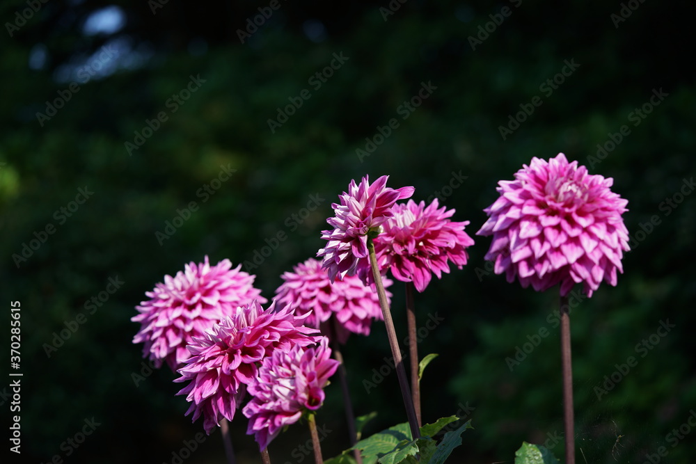 Light Pink Flower of Dahlia in Full Bloom
Light Pink Flower of Dahlia in Full Bloom