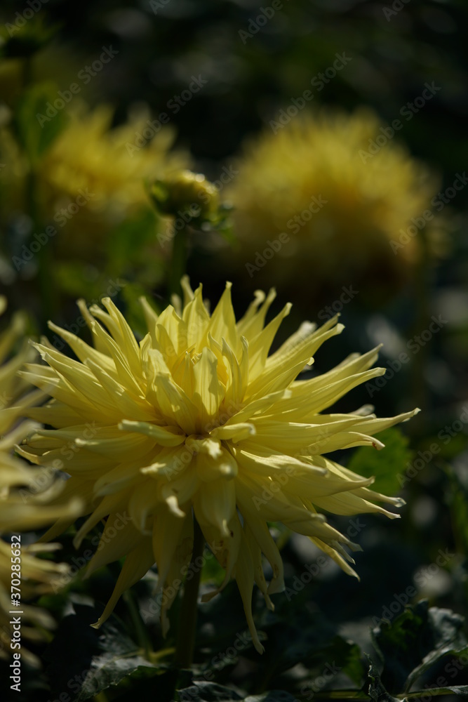 Yellow Flower of Dahlia in Full Bloom
Yellow Flower of Dahlia in Full Bloom