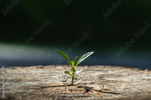New life growth future concept ,a strong seedling growing in the old center dead tree ,Concept of support building a future focus on new life with seedling growing sprout photo