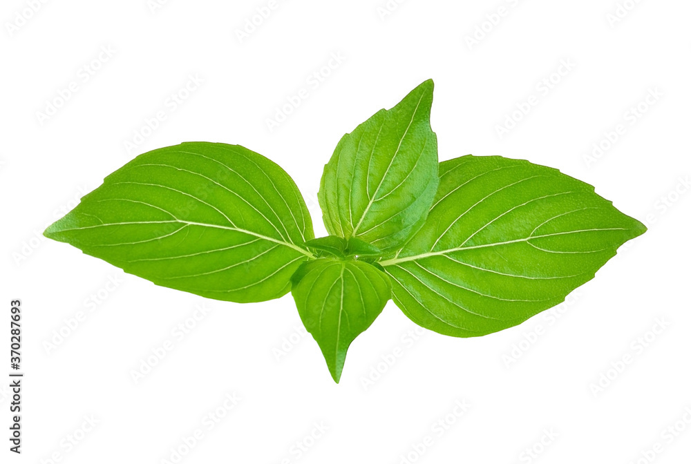 basil leaves on white background basil leaves on white background