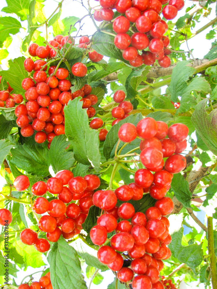 Fototapeta premium red ripe viburnum berries on the branches
