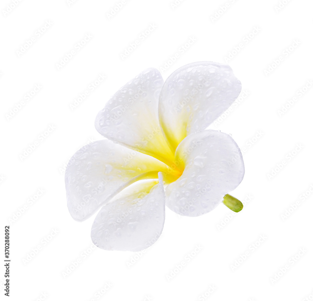 Naklejka premium Plumeria flowers isolated on white background