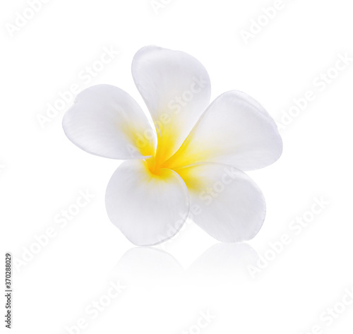 Plumeria flowers isolated on white background © siwaporn999