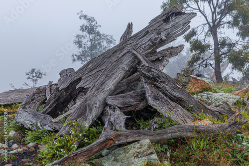 Pile of dead tree branches in the fog