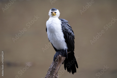 Little Pied Cormorant resting on perch in river