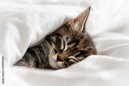 Cute little kitten sleeping covered with blanket