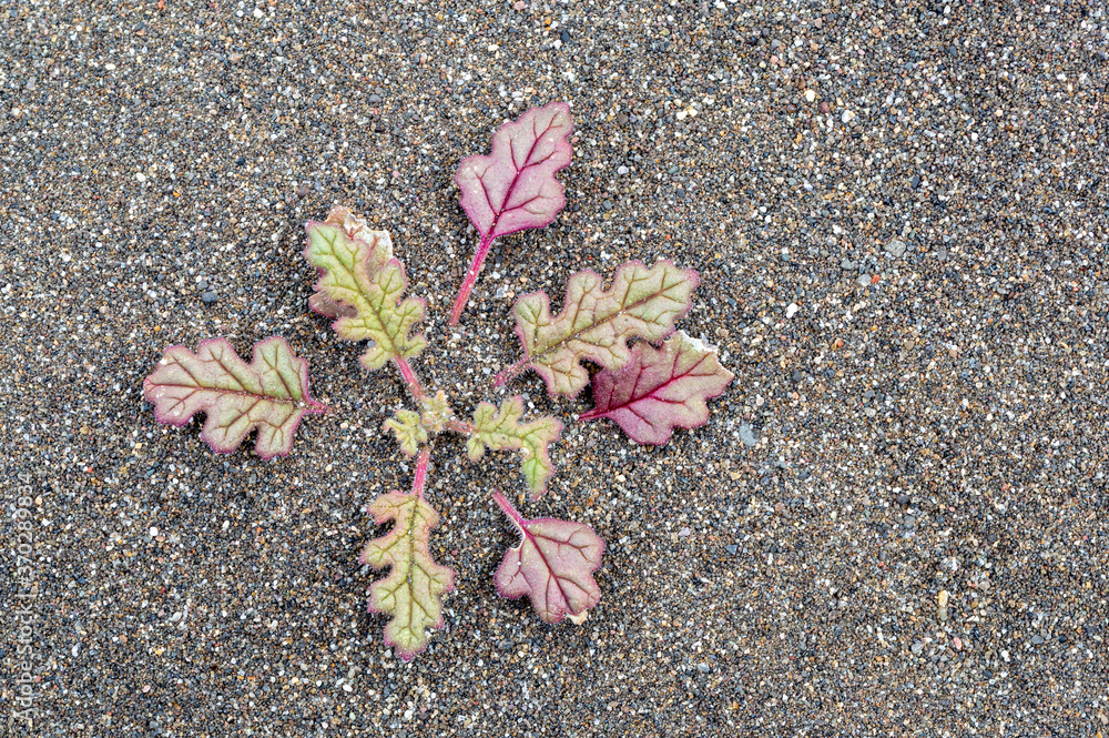 Small plant with red and green leaves growing through gravel Small plant with red and green leaves growing through gravel