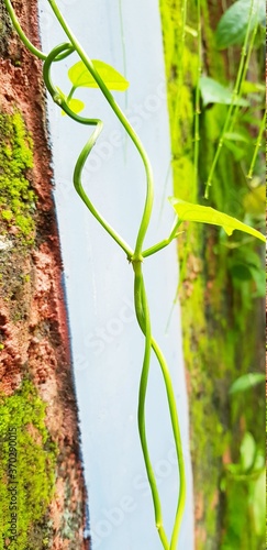 green plant in the garden