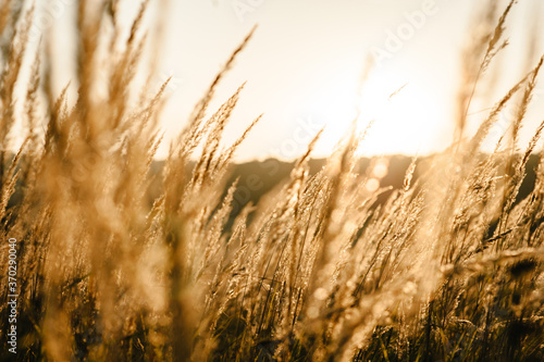 Yellow grass on the field in the sunlight at sunset. Background. World  country environment day concept. Stunning meadow sunrise with bokeh light. Autumn  spring  summer.