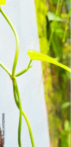 fresh green leaves