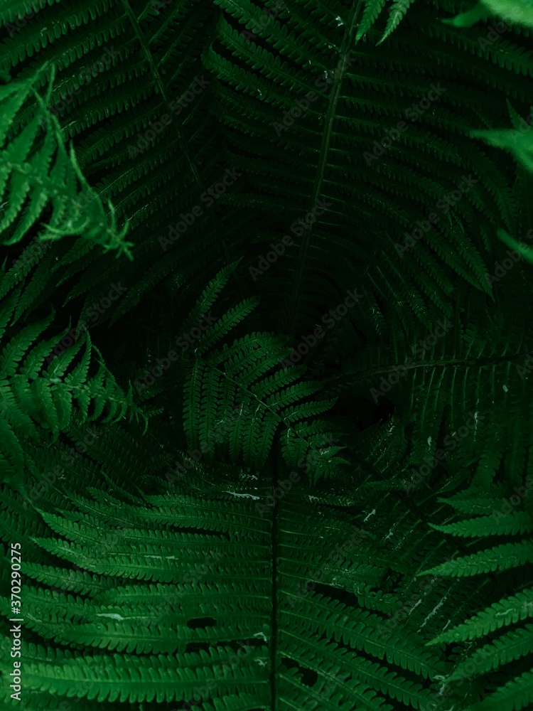 Green leaves pattern background, Natural background and wallpaper