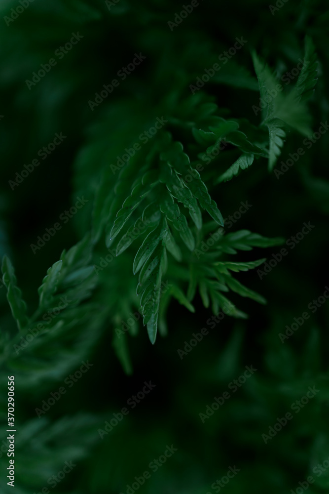 Green leaves pattern background, Natural background and wallpaper Green leaves pattern background, Natural background and wallpaper