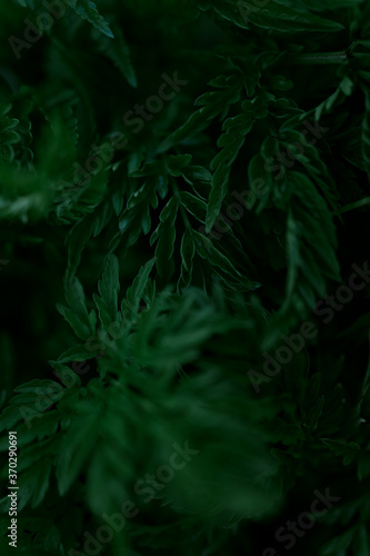 Green leaves pattern background  Natural background and wallpaper