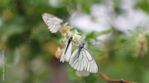 Close-up slow motion A group of butterflies with cyan wings that absorb nutrients and crawl on the ground in mountainous areas. A group of colorful butterflies in nature. photo