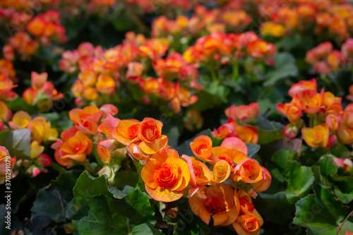 Garden of colorful begonia flowers (Tuberous rooted begonia).