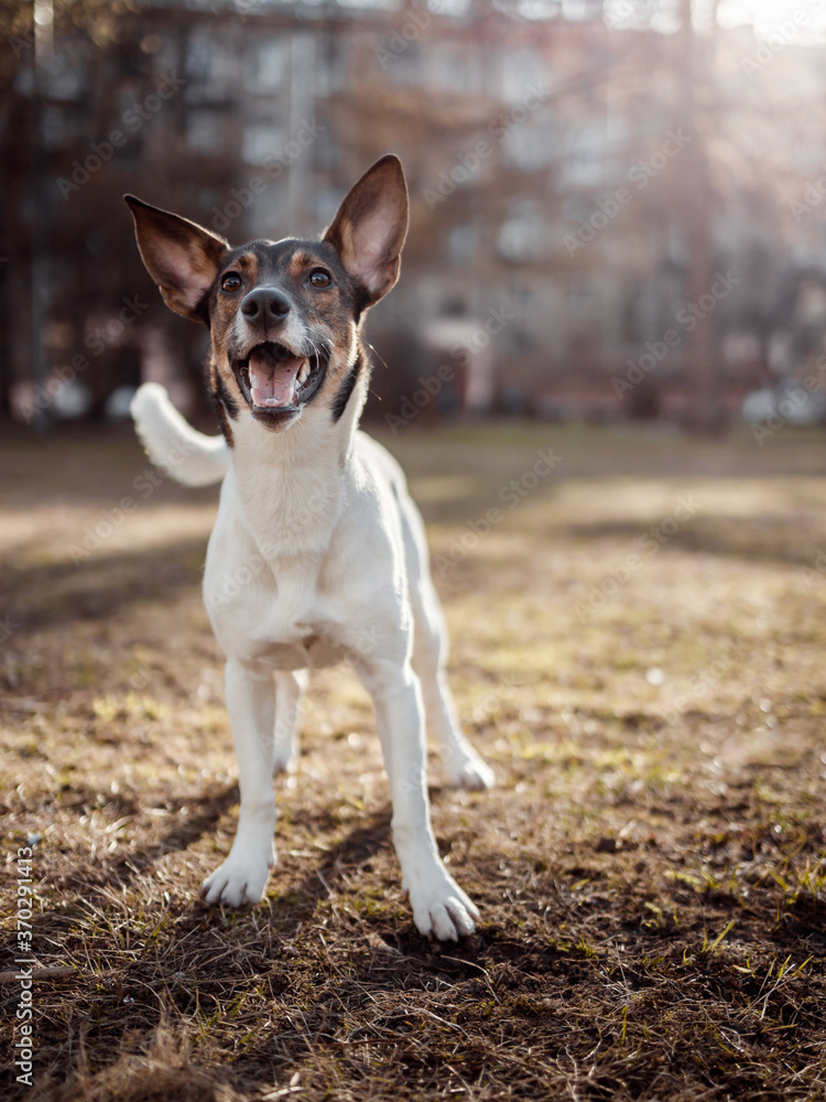 A dog playing in the park in the morning