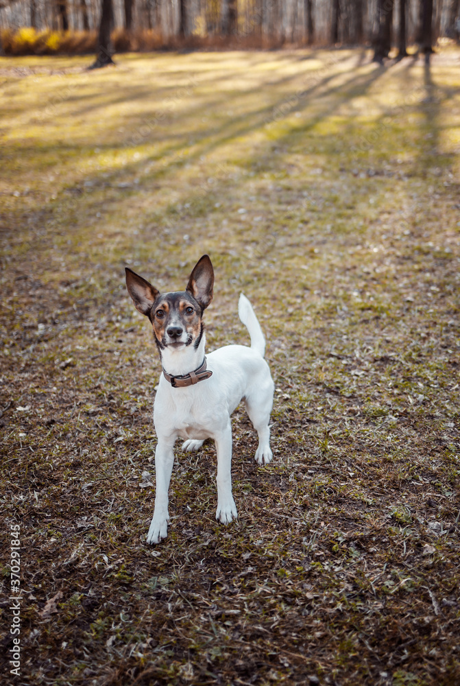 A dog playing in the park in the morning A dog playing in the park in the morning