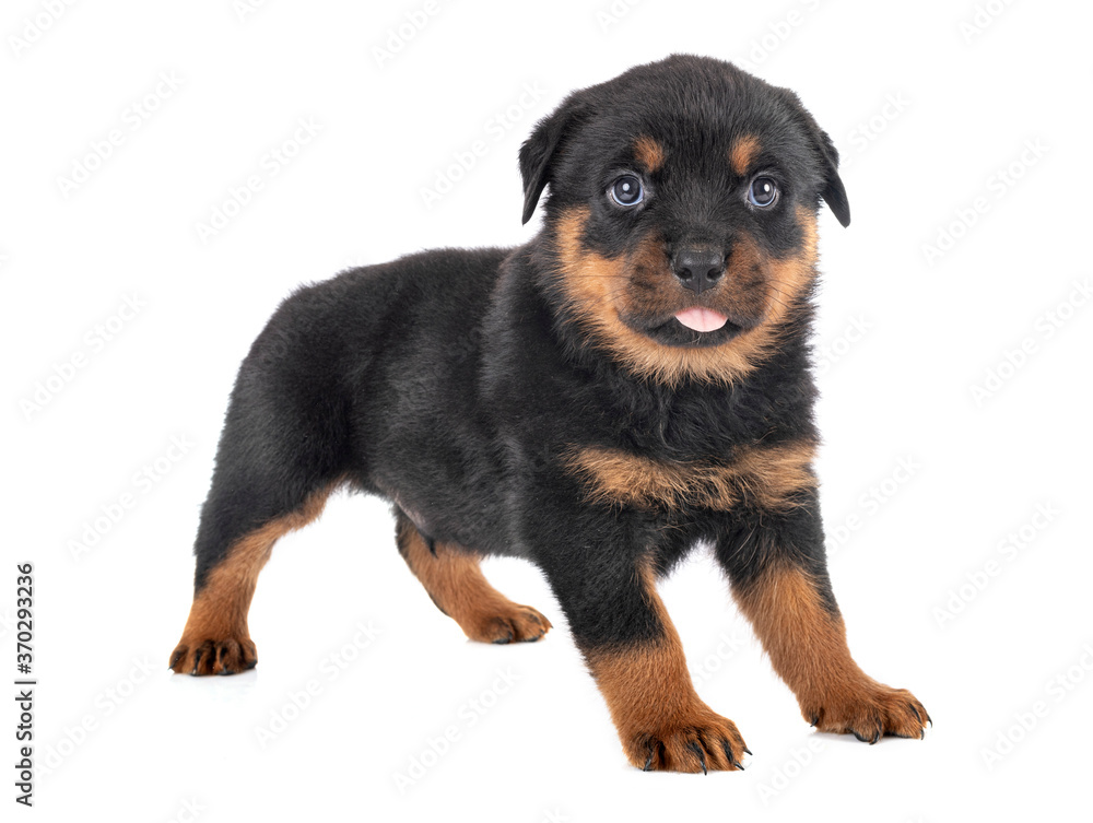 puppy rottweiler in studio