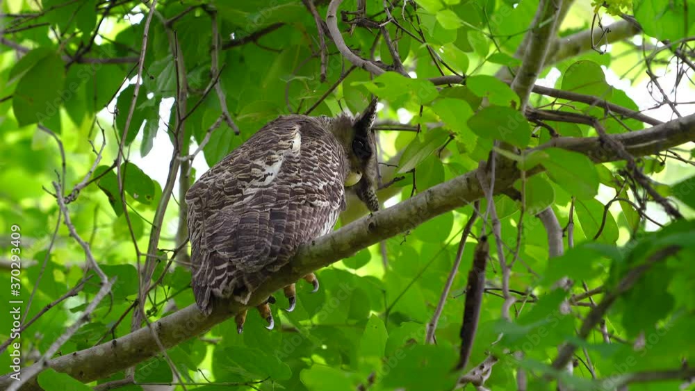 Timelapse of Spot-bellied Eagle Owl bird perched on a tree branch. (Scientific Name : Bubo nipalensis) Timelapse of Spot-bellied Eagle Owl bird perched on a tree branch. (Scientific Name : Bubo nipalensis)