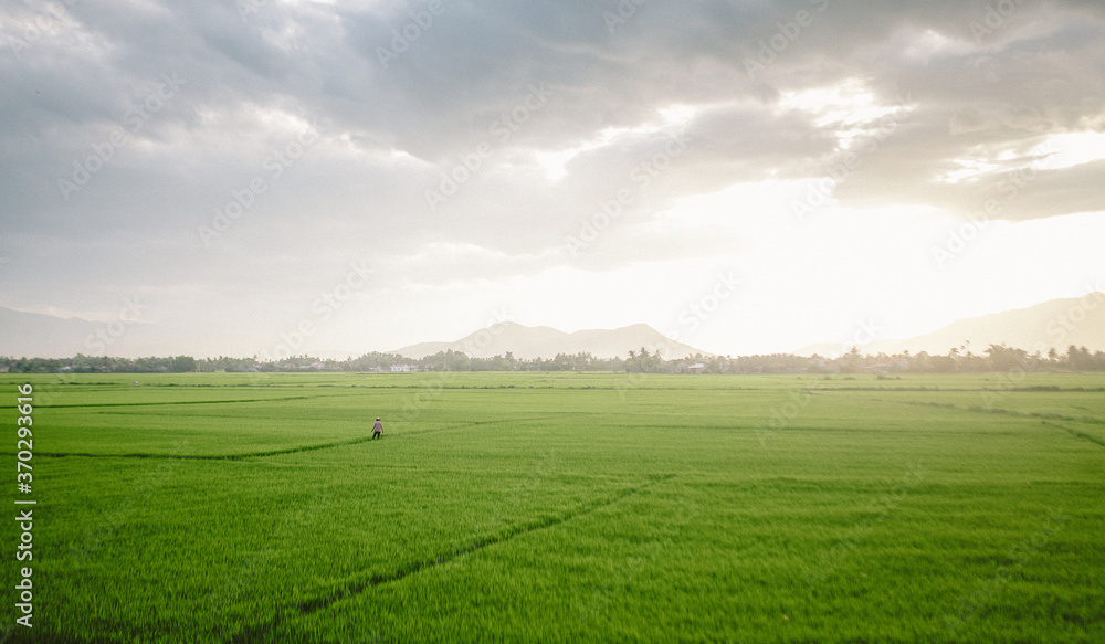 Sunset rice field in Vietnam
