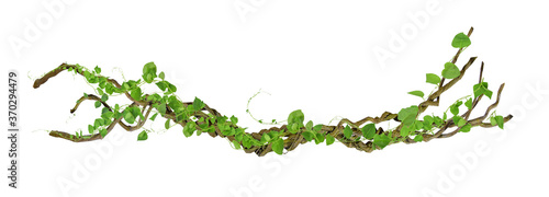 Canvas-taulu circular vine at the roots