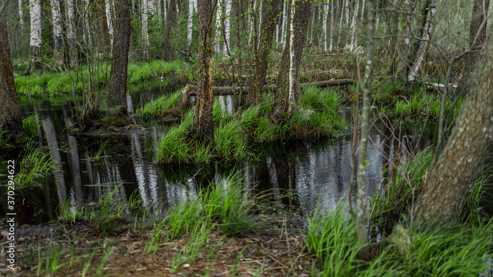 Beautiful atmospheric swamp in a forest Beautiful atmospheric swamp in a forest