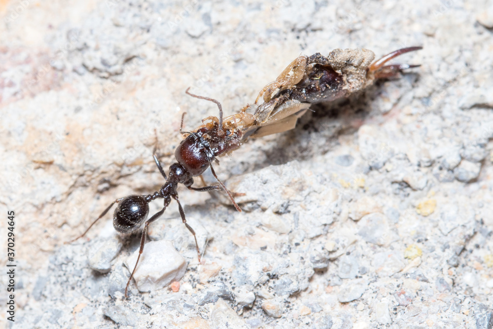 Messor barbarus ants dragging the body os a Forficula auricularia Messor barbarus ants dragging the body os a Forficula auricularia