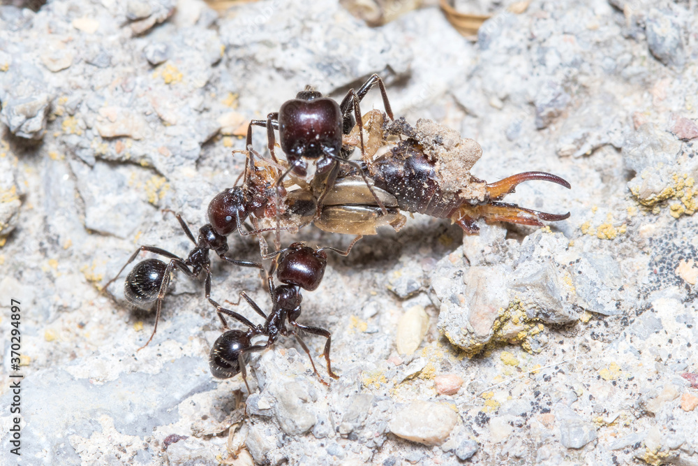 Messor barbarus ants dragging the body os a Forficula auricularia