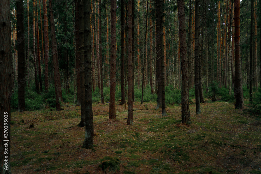 Fototapeta premium The magical atmosphere of the dark forest