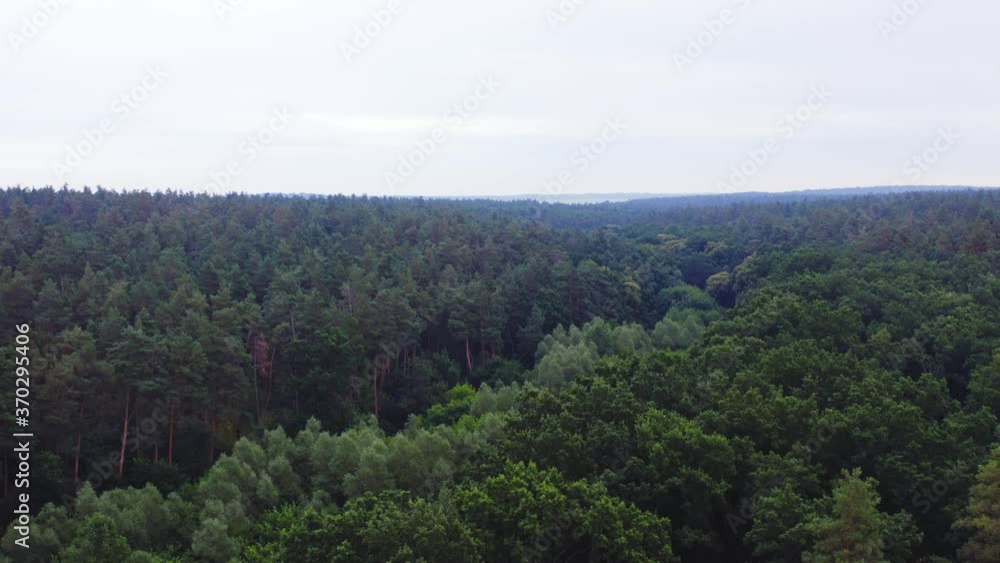 Beautiful scenery of woods. Flight over the green treetops under clear sky. Panoramic view of forest in summer. Aerial view. Beautiful scenery of woods. Flight over the green treetops under clear sky. Panoramic view of forest in summer. Aerial view.