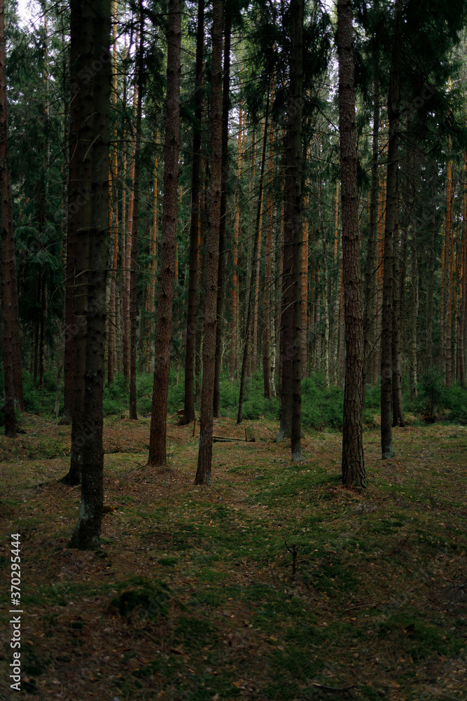 The magical atmosphere of the dark forest The magical atmosphere of the dark forest
