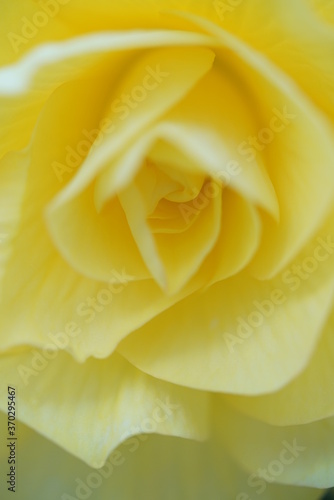 Soft Light Yellow Flower Center of Begonia 