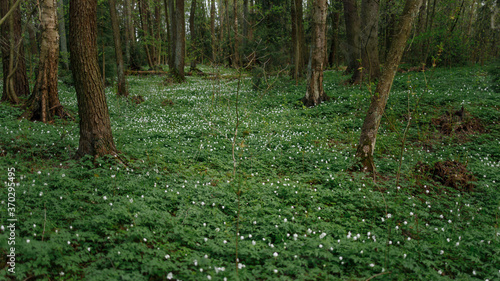 Beautiful flowers on the ground in the forest