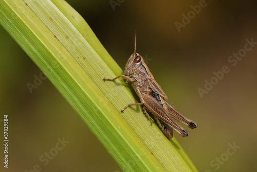 A female Meadow Grasshopper, Chorthippus parallelus, resting on a reed.