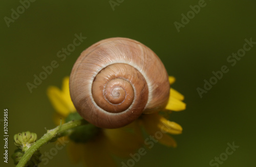 A small snail resting on a flower in a meadow in the UK.