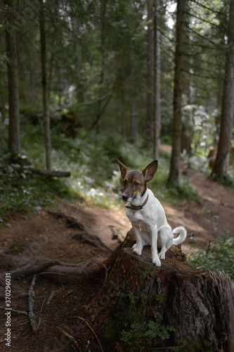 Dog sits alone in a forest, and waiting for the owner