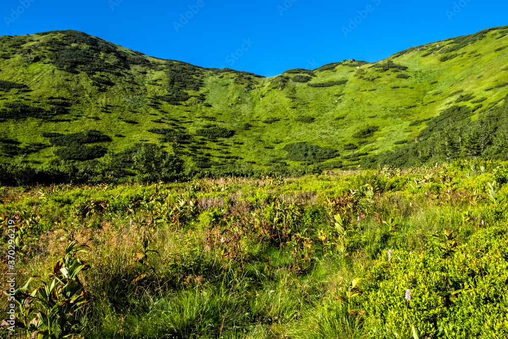 Meadow scene in Western Tatras scenery, Slovakia, hiking theme