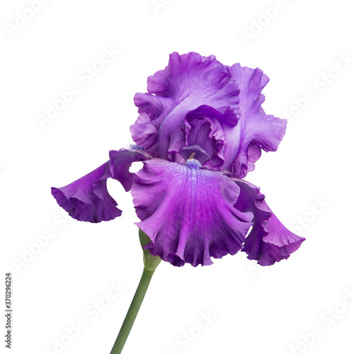 iris isolated on white background