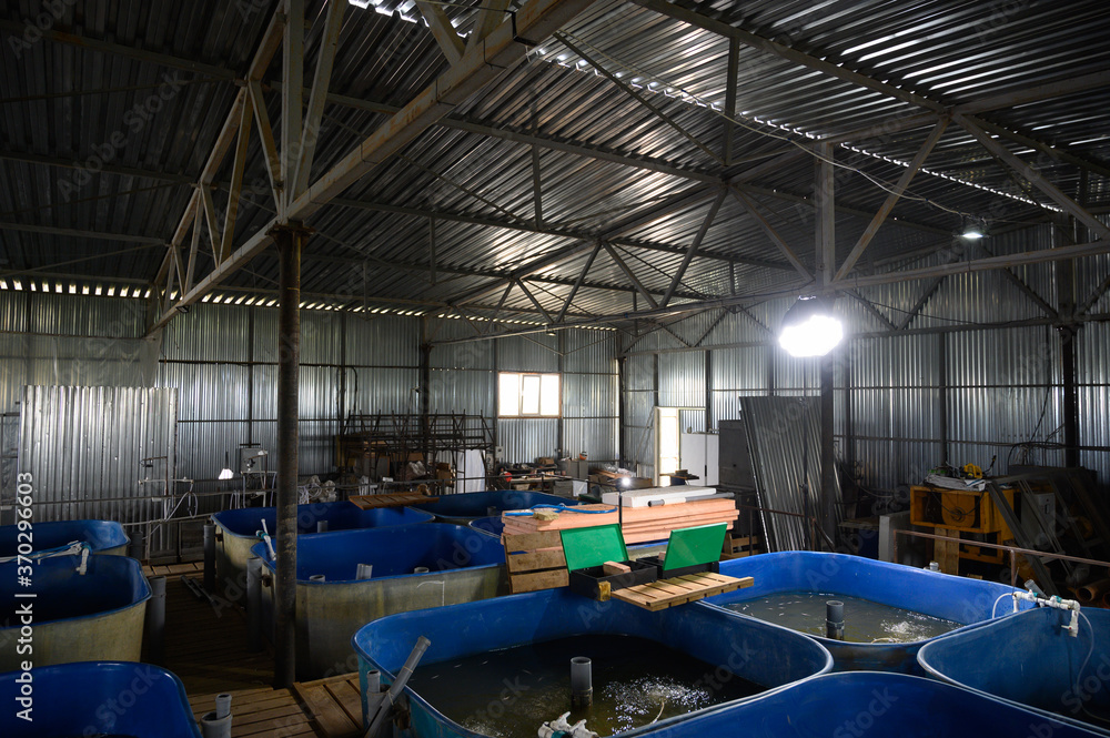 Fish farm for breeding sturgeon.Pool for breeding sturgeon fish. Fish farm for breeding sturgeon.Pool for breeding sturgeon fish.