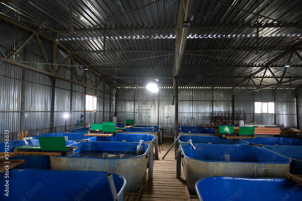 Fish farm for breeding sturgeon.Pool for breeding sturgeon fish. Fish farm for breeding sturgeon.Pool for breeding sturgeon fish.