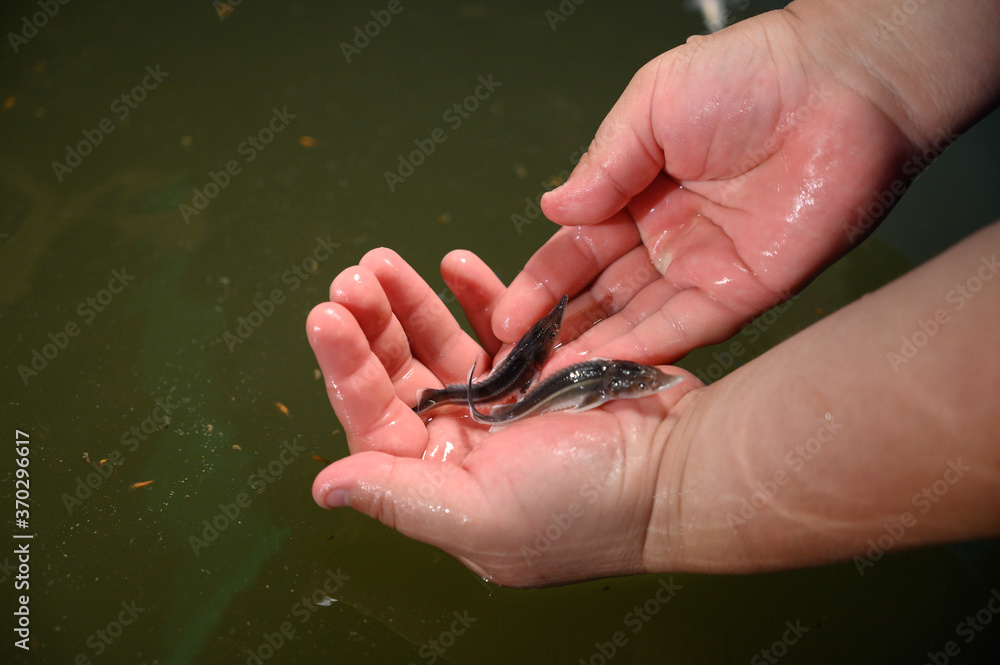 Obraz premium Sturgeon fry.Fish farm for breeding sturgeon.