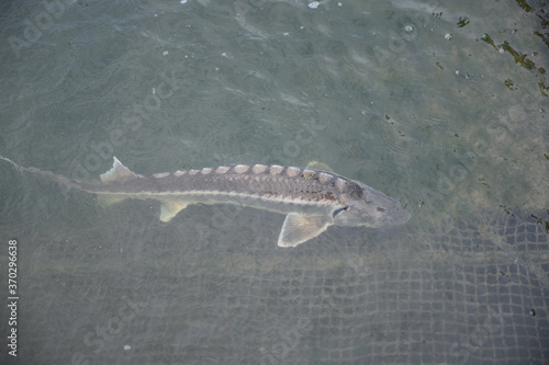 Group of sturgeon fish in the farm.Fish farm for breeding sturgeon.
