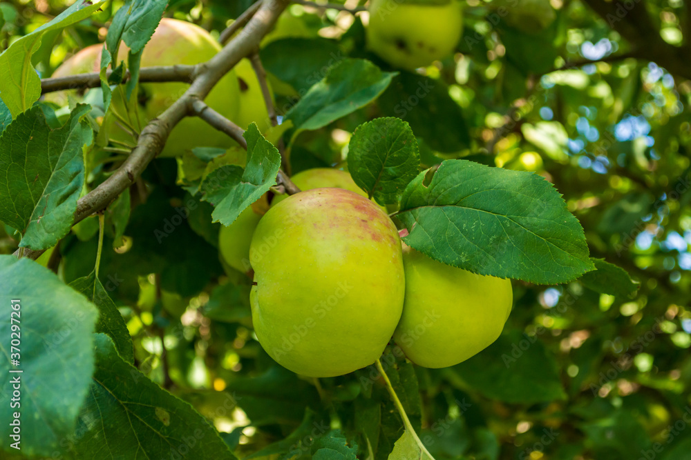 reife Äpfel an einem Ast