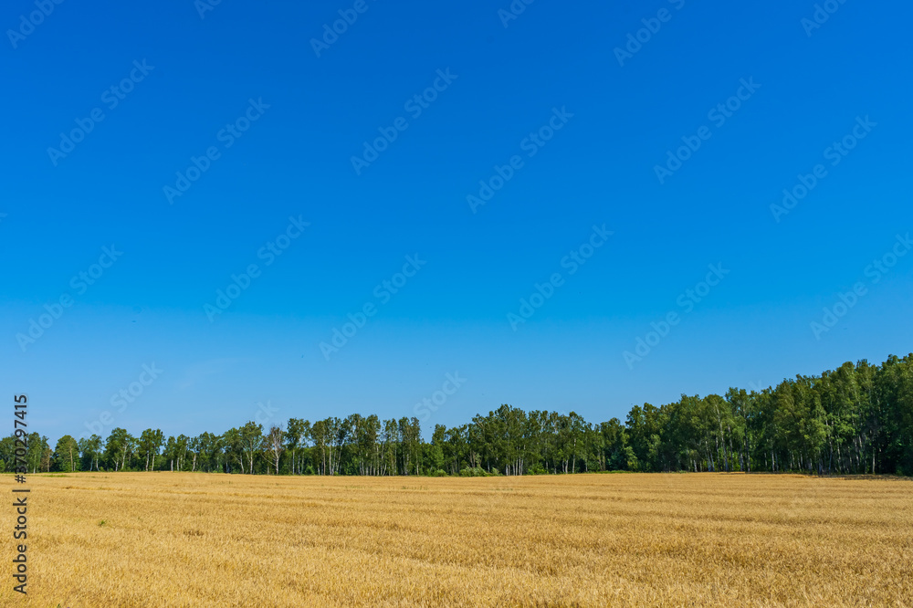 Wheatfield, forest, and blue sky Wheatfield, forest, and blue sky