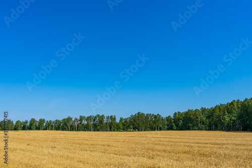 Wheatfield  forest  and blue sky