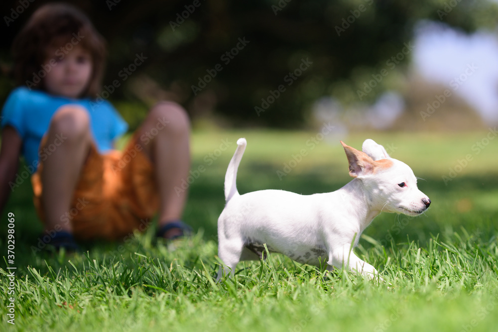 Fototapeta premium Funny kid playing with her puppy dog in the park.