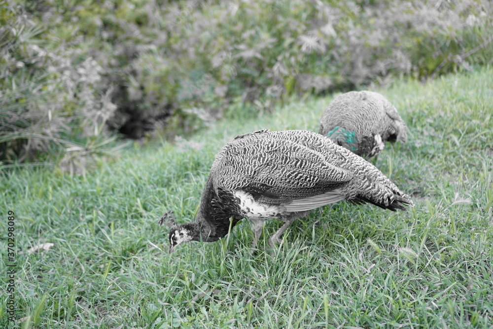 Obraz premium Birds walking around the park in Portugal